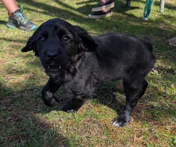 Medium Photo #12 Boykin Spaniel-Goldendoodle Mix Puppy For Sale in MORGANTON, NC, USA