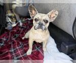 CHERIE - Female French Bulldog Dog for Adoption - Small photo