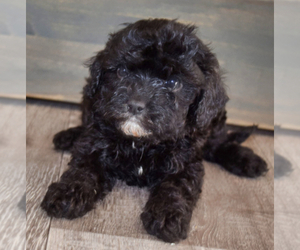 Cavapoo Puppy for sale in PLEASANTON, KS, USA