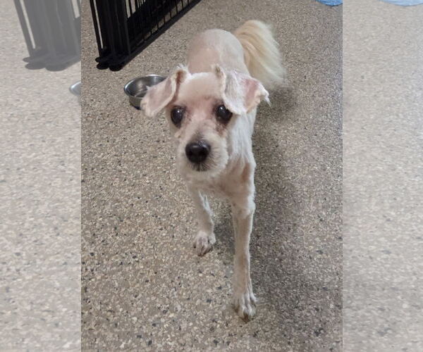 Medium Photo #4 Poodle (Miniature) Puppy For Sale in Spring, TX, USA