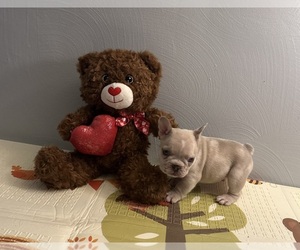 French Bulldog Puppy for sale in PGH, PA, USA