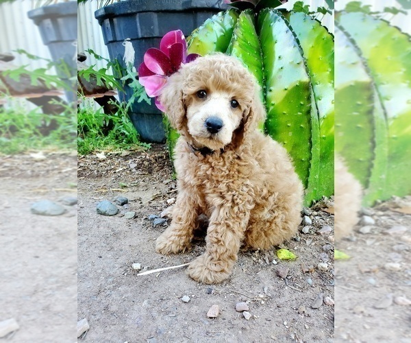 Medium Photo #3 Poodle (Miniature) Puppy For Sale in CHANDLER, AZ, USA