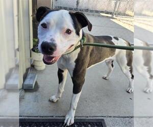 Mutt Dogs for adoption in Palmetto, FL, USA