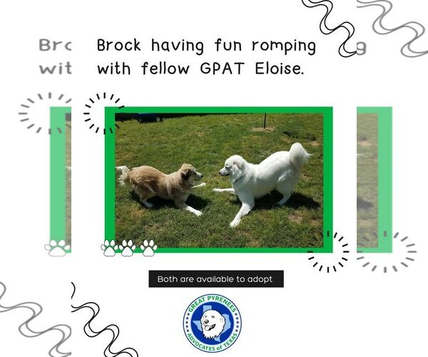 Medium Photo #15 Great Pyrenees Puppy For Sale in Houston, TX, USA