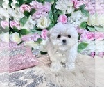 Small Photo #33 Maltese Puppy For Sale in HAYWARD, CA, USA