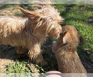 Yorkshire Terrier Puppy for sale in HUDDLESTON, VA, USA
