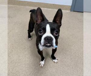 Boston Terrier Dogs for adoption in Aurora, CO, USA