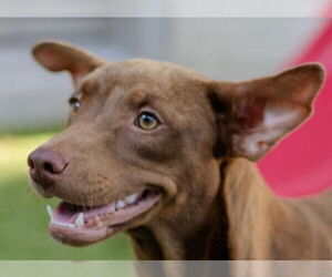 Labrador Retriever-Unknown Mix Dogs for adoption in Canton, CT, USA