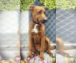 Small Rhodesian Ridgeback Mix