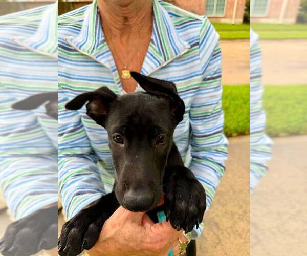 Medium Photo #4 Mutt Puppy For Sale in Imlay City, MI, USA