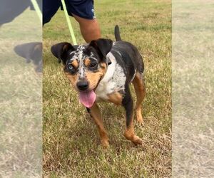 Catahoula Leopard Dog Dogs for adoption in Abbeville, LA, USA