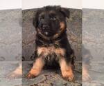 Small Photo #2 German Shepherd Dog Puppy For Sale in COLETA, IL, USA