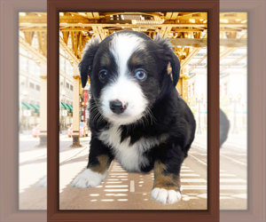 Miniature Australian Shepherd Litter for sale in PENSACOLA, FL, USA