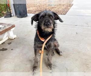 Miniature Schnauzer-Unknown Mix Dogs for adoption in Orange, CA, USA