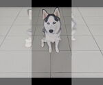 Small Siberian Husky