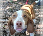 Small #1 Beagle
