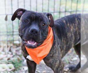 American Staffordshire Terrier-Unknown Mix Dogs for adoption in San Antonio, TX, USA