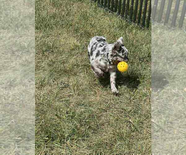 Medium Photo #10 French Bulldog Puppy For Sale in WARSAW, IN, USA
