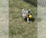 Small Photo #10 French Bulldog Puppy For Sale in WARSAW, IN, USA