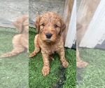 Small Photo #1 Goldendoodle Puppy For Sale in ELYRIA, OH, USA