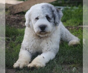 Father of the Old English Sheepdog puppies born on 11/28/2022