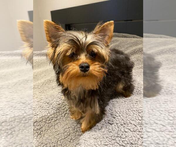 Medium Photo #4 Yorkshire Terrier Puppy For Sale in PALO ALTO, CA, USA