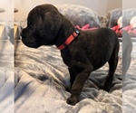 Small #3 Boxer