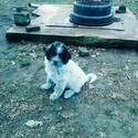 Small Photo #1 Great Pyrenees-Karakachan Mix Puppy For Sale in ALTAVISTA, VA, USA