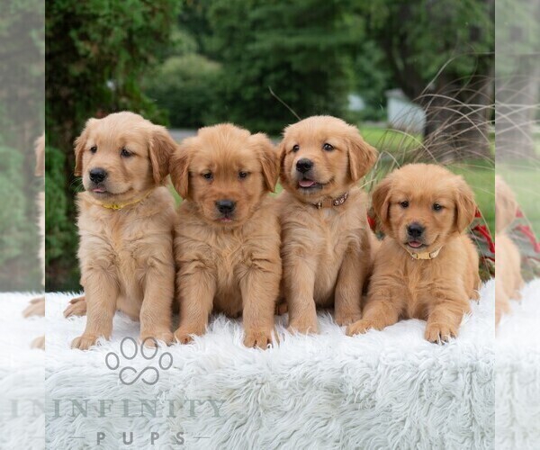 Medium Photo #4 Golden Retriever Puppy For Sale in NEWPORT, PA, USA