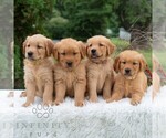 Small #3 Golden Retriever