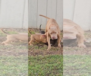 American Pit Bull Terrier Puppy for sale in KISSIMMEE, FL, USA
