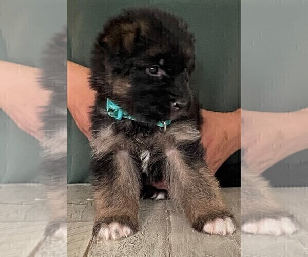 Medium Photo #3 German Shepherd Dog Puppy For Sale in S WILLINGTON, CT, USA