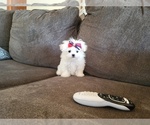 Small Photo #3 Maltese Puppy For Sale in SANTA CLARITA, CA, USA