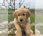 Puppy Purple Collar Golden Retriever