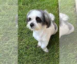 Rubi - Female Lhasa Apso Dog for Adoption