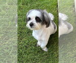 Rubi - Female Lhasa Apso Dog for Adoption - Small photo