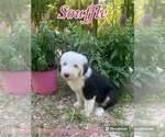 Small #8 Old English Sheepdog