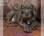 Small Photo #13 Cane Corso Puppy For Sale in LA PLATA, MD, USA