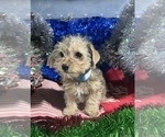 Small #1 YorkiePoo