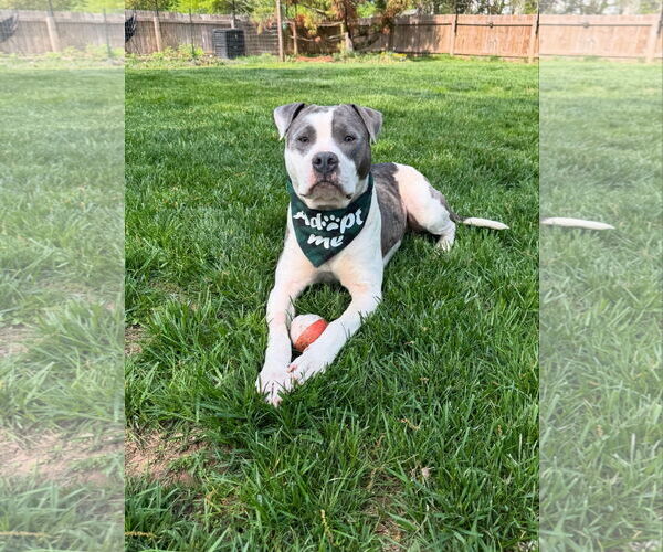 Medium Photo #3 Mutt Puppy For Sale in Doylestown, PA, USA