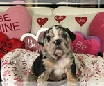 Small Photo #1 English Bulldog Puppy For Sale in LEHIGH ACRES, FL, USA