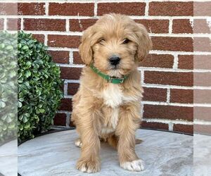 Goldendoodle Puppy for sale in GAP, PA, USA