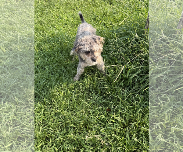 Medium Photo #2 Poodle (Miniature)-Unknown Mix Puppy For Sale in McDonough, GA, USA