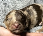 Small Photo #3 Goldendoodle Puppy For Sale in HOWARD CITY, MI, USA