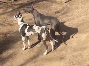 Great Dane Puppy for sale in JACKSON, TN, USA