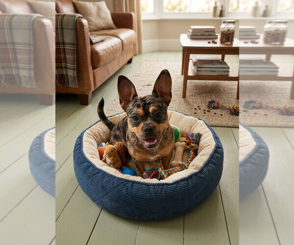 Medium Photo #1 French Bulldog Puppy For Sale in Menifee, CA, USA