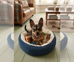 French Bulldog Dogs for adoption in Menifee, CA, USA