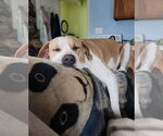 Small American Bulldog-Labrador Retriever Mix