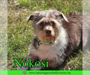 Mutt Dogs for adoption in Pensacola, FL, USA