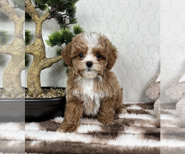 Medium Photo #3 Cavapoo (Miniature) Puppy For Sale in FRANKLIN, IN, USA